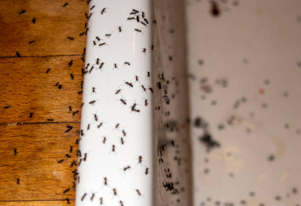 Best Flea Control Services  in East Freehold, NJ